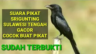 Download SUARA PIKAT  BURUNG SRIGUNTING MEMANGGIL LAWAN DI JAMIN JITU MP3