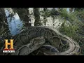Swamp People Serpent Invasion TROY CATCHES HUGE PYTHON Season 1 History