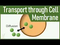 11 Transport Through the Cell Membrane