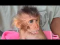 Lagu Maya's baby monkey always does drama while drinking milk