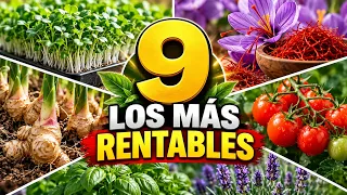 9 Cultivos Que Generan Mucho Dinero (y Casi Nadie Aprovecha)