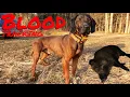 Blood tracking training with Bavarian mountain hound