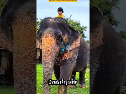 हाथी ने लड़की की मदद की, लेकिन फिर जो हुआ…🐘😭#shorts #ytshorts #elephant