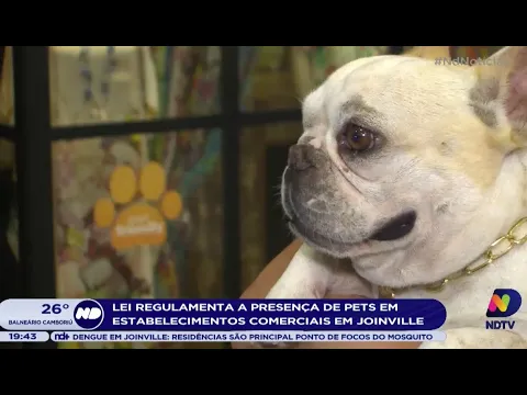 Lei regulamenta a presença de pets em estabelecimentos comerciais em Joinville