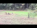 Georgia 2025 Deer Season