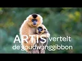 Download Lagu Dierverzorger Iris bij de goudwanggibbons - ARTIS vertelt #1