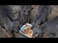 Kangaroos eating