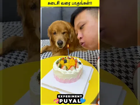 SCOOBY EATS DIFFERENT CAKE 😞😱 Experiment Puyal | #Shorts #Reels #puppy #Emotion