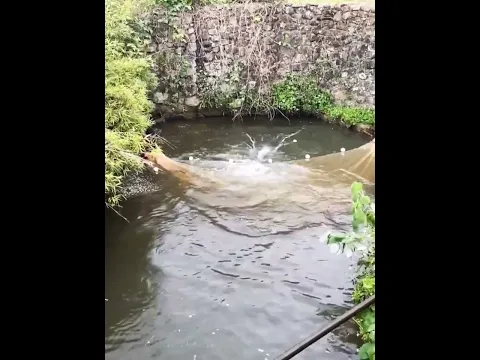Two men set traps to catch fish in a pond, many big fish.