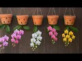 Download Lagu Verrassend genoeg groeien en bloeien orchideeën die ondersteboven worden gekweekt, heel snel.