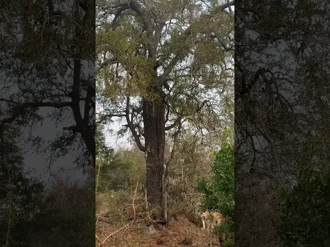 A Pride of Lions Steals a Leopard’s Kill!