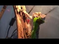 Feeding Collard Greens To My Bearded Dragon