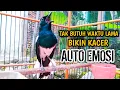 Download Lagu TAK BUTUH WAKTU LAMA BIKIN KACER AUTO EMOSI !! PANCINGAN KACER GACOR PASTI NYAUT AMPUH.