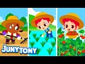 Farmer🌾 | Learn How Crops Are Grown and Harvested! | Job Songs for Kids | Preschool Songs | JunyTony