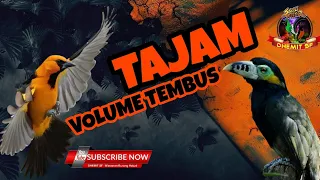 tajam volume tembus masteran burung kasar dan rapat kombinasi roll tembak