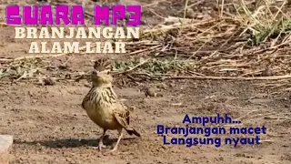 suara burung branjangan alam liar untuk pancingan branjangan macet bunyi
