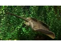 Download New Discovery: Watch How Stingrays Eat | National Geographic mp4 3gp mp3 videos - waplic