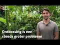 Download Lagu Van gorilla tot olifant: Utrechtse bioloog filmt dieren in bedreigde bossen | RTV Utrecht