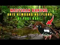 Download Lagu Masteran Anis Kembang Ngeplong Di Pagi Hari Full Isian Untuk Pancingan Anis Kembang Macet Bunyi