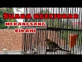 Download Lagu Suara PLECI Ngecir-Ngecir cocok untuk merangsang birahi pleci bahan