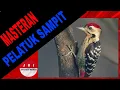 Download Lagu MASTERAN BURUNG PELATUK SAMPIT GACOR SUARA JERNIH DAN JEDA GEMERICIK AIR