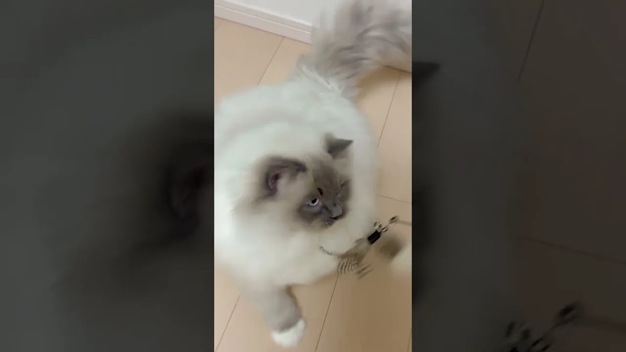 動画