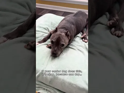 Be kind and compassionate with your senior dogs