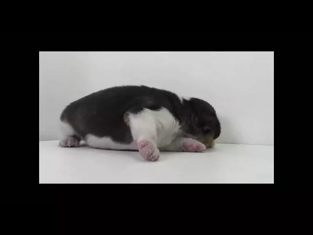 動画