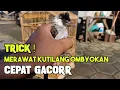 Download Lagu Ternyata Mudah MERAWAT Burung KUTILANG OMBYOKAN Giras Agar Cepat GACOR Dengan Cara Seperti Ini