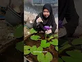 Download Lagu Persilangan Bunga Teratai
