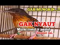Download Lagu 1 MENIT....!! Pancingan murai trotol dan pastol agar BUNYI GACOR buat murai trotol belajar bunyi