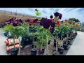 Armstrong Garden Center