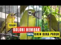 Download Lagu Terapi Paling Ampuh Bikin Pleci Buka Paruh | Trapi Koloni Pleci