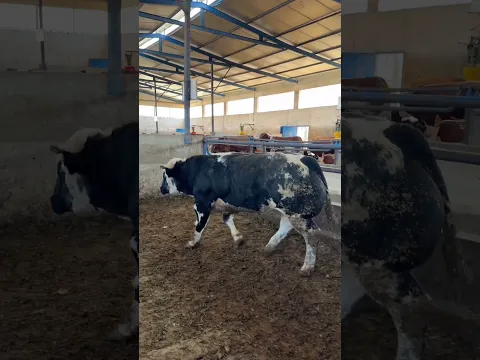 DEV EJDERHA GİBİ BELÇİKA MAVİSİ BOĞA