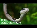 Hidden Nature - West Africa s Secret Wildlife Paradise Free Documentary Nature