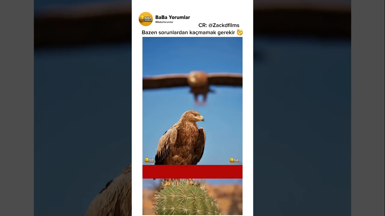 Kaçmak çözüm mü 🤔