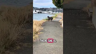 #Fyp #dream #YouTube #doberman #pets