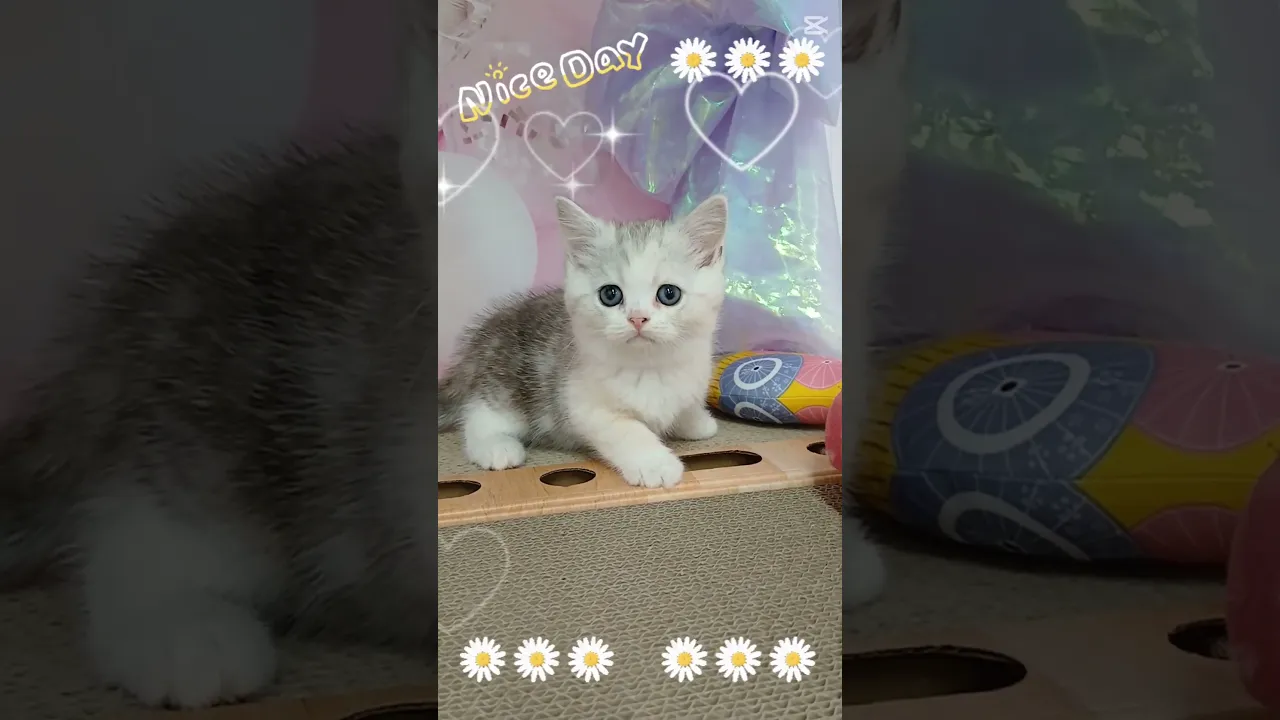 動画