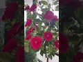 Download Lagu Kleurrijke Camelia-bloesembomen (te koop + te huur)