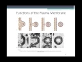 Chapter 3 Cell Structure and Function BIOL300