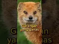 Download Lagu garangan yang ganas #shortvideo