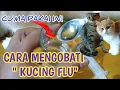 Download Lagu MANFAAT MADU UNTUK KUCING DEMAM DAN FLU