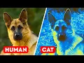 Download Lagu The World Through the Eyes of Animals