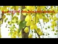 Download Lagu Perattin akkereyakkare പേരാറ്റിൻ അക്കരെ