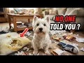 Things NO ONE tells you about owning a Westie