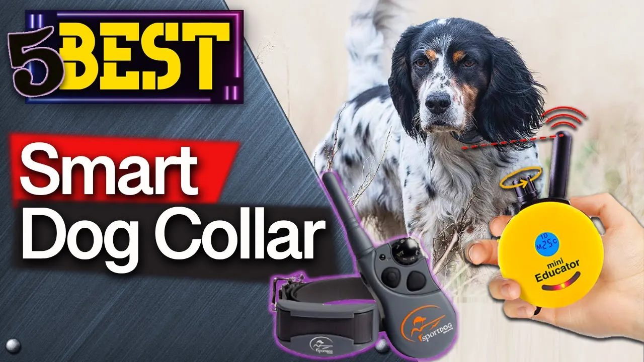 ✅ TOP 5 Best Smart Dog Collars  [ 2023 Buyer's Guide ]