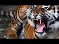 Download Lagu Suara Harimau mengaum yang menakutkan