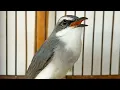 Download Lagu Masteran Durasi Panjang Jinjing Jingjing Petulak Cocok Untuk Masteran Burung Lomba