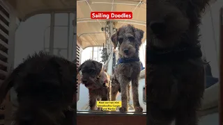 Our two mini doodles are ready for a walk on shore #puppies #sailing