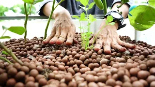 ตอนที่ 4 - การปลูกผักระบบอควาโปนิกส์ (aquaponics)